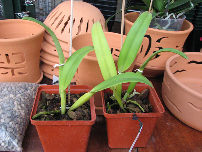 Cattleya lueddemanniana coerulea splash 'Bela' x SELF.jpg