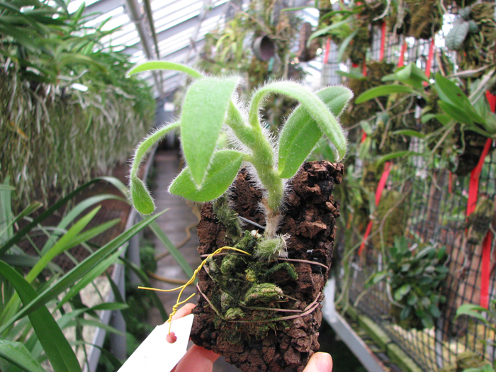 Dendrobium senile.jpg