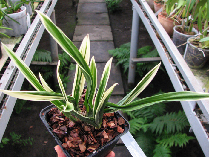 Cymbidium sinense 'Da Mo Guan'.jpg