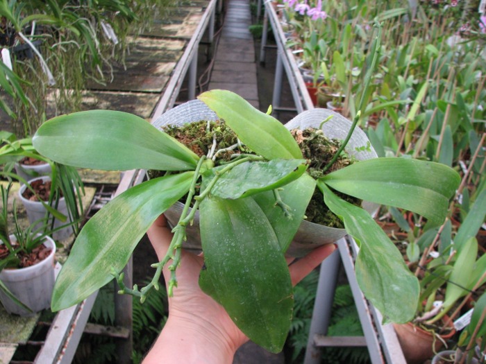 Phalaenopsis tetraspis.JPG
