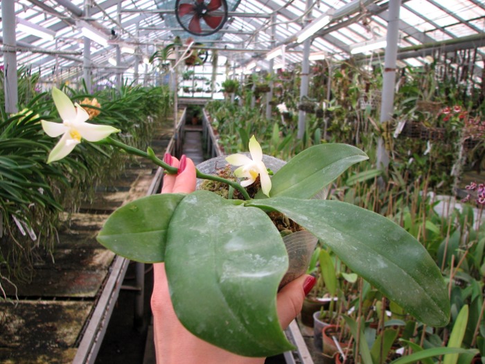 Phalaenopsis violacea alba.JPG
