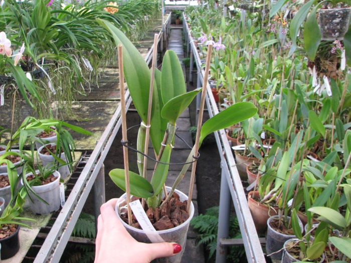 Brassavola digbyana x Rhyncholaeliocattleya Green Devil.JPG