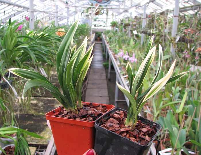 Cymbidium sinense 'Da Mo Guan'.JPG