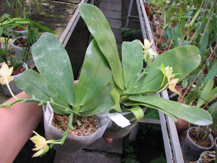 Phalaenopsis violacea alba.JPG