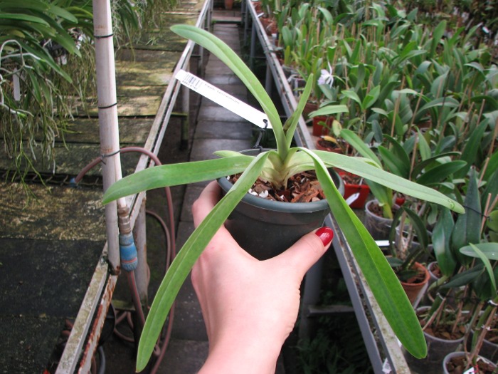 Paphiopedilum fairrieanum.JPG