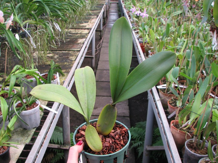 Bulbophyllum purpureorhachis.JPG
