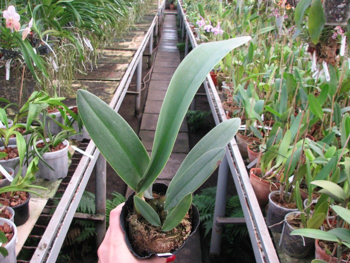 Bulbophyllum phalaenopsis.JPG