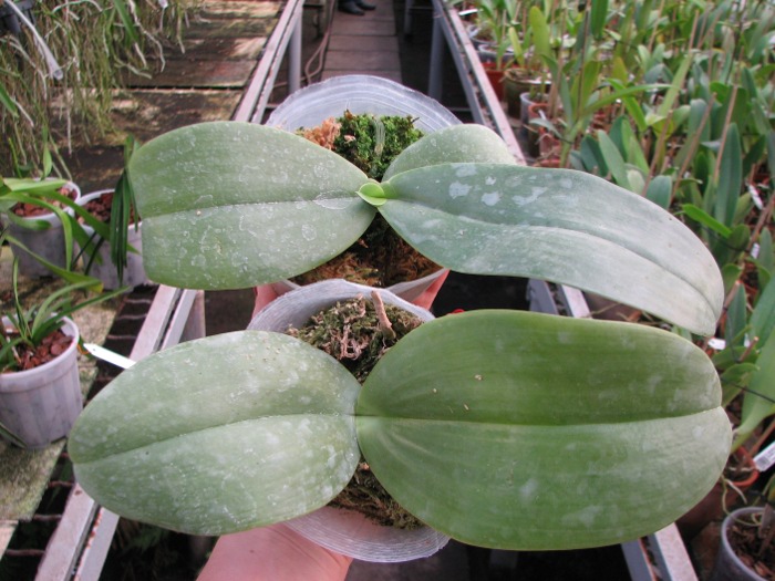 Phalaenopsis gigantea.JPG