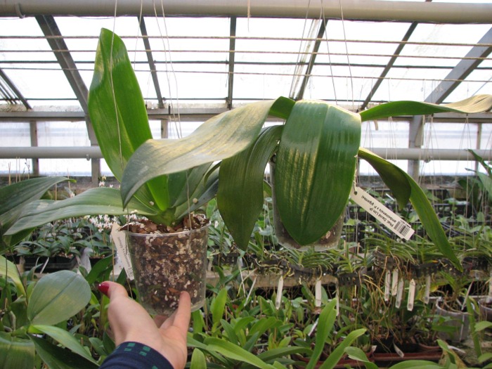 Phalaenopsis David Lim (P. amboinensis x P. gigantea).JPG