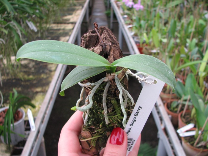 Doritaenopsis Sogo Berry.JPG