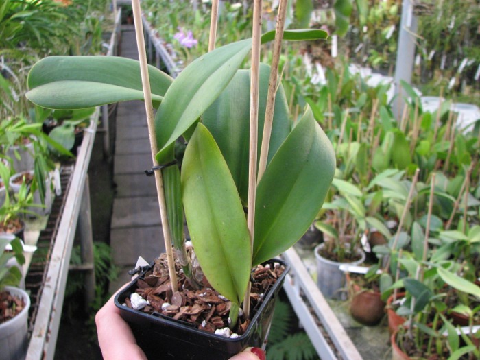 Brassolaeliocattleya Ports of Paradise x Brassolaeliocattleya Suan Puttan 'Pei' x Brassavola digbyana 'Mr. Pig'.JPG