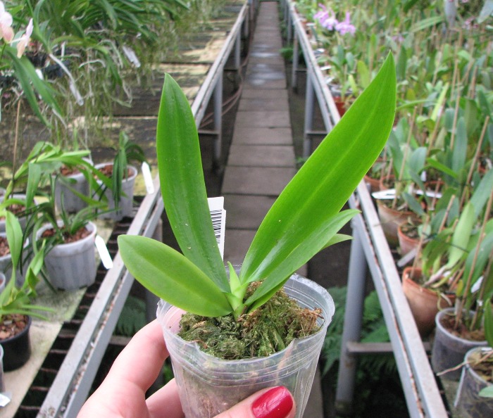 Phalaenopsis tetraspis 'C#1'.JPG