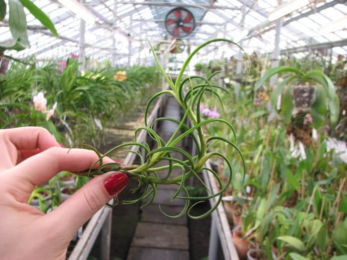 Tillandsia crocata 'Giant'.JPG