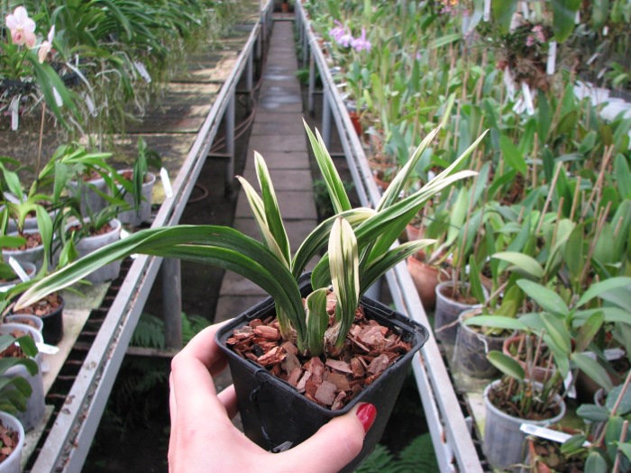 Cymbidium sinense 'Da Mo Guan'.JPG