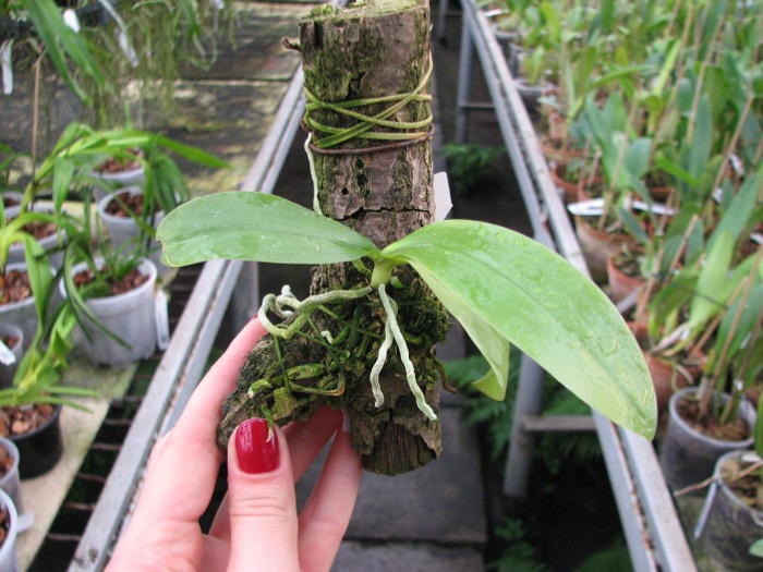 Phalaenopsis javanica.JPG