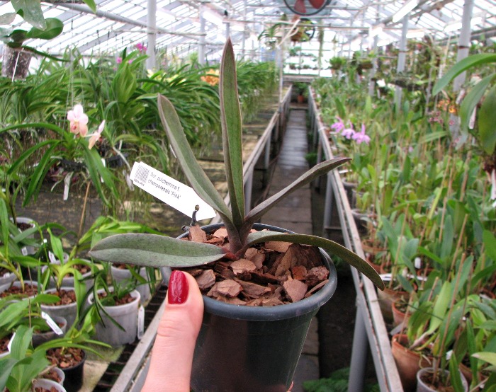 Doritis pulcherrima f. champorensis 'Pink'.JPG