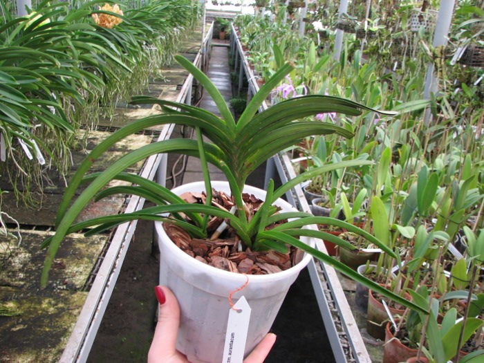 Ascocentrum aurantiacum.JPG