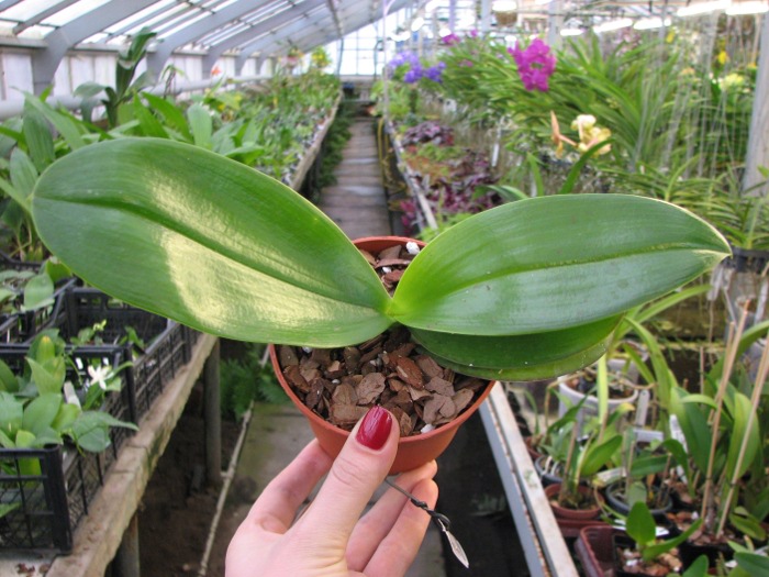 Phalaenopsis Mituo Sun x Phalaenopsis Prima B.B..JPG