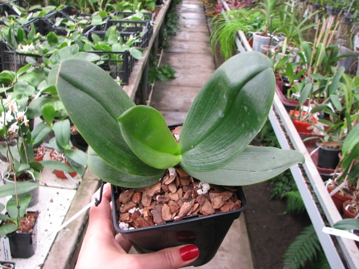 Phalaenopsis Fusheng's World 'FS'.JPG