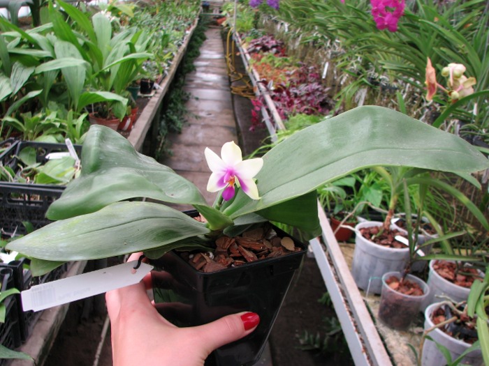 Phalaenopsis bellina.JPG