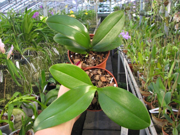 Phalaenopsis Mituo Sun x Phalaenopsis Prima B.B..JPG