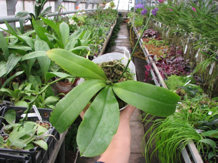 Phalaenopsis tetraspis.JPG
