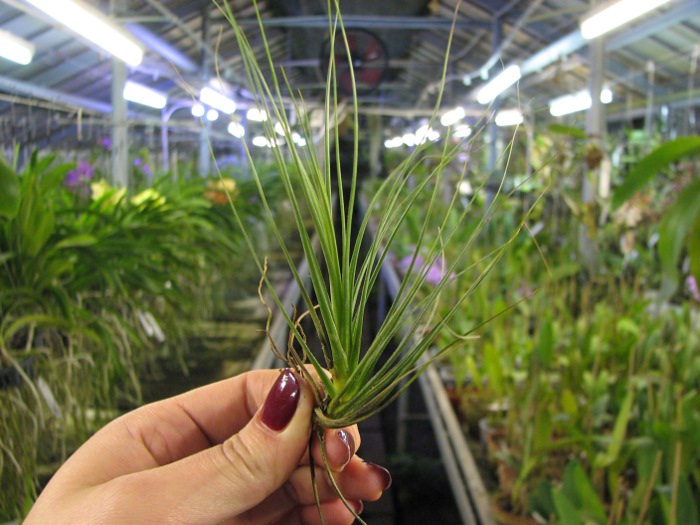 Tillandsia seideliana.JPG