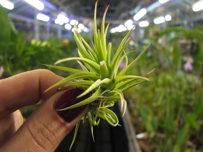 Tillandsia aeranthos Bronze.JPG