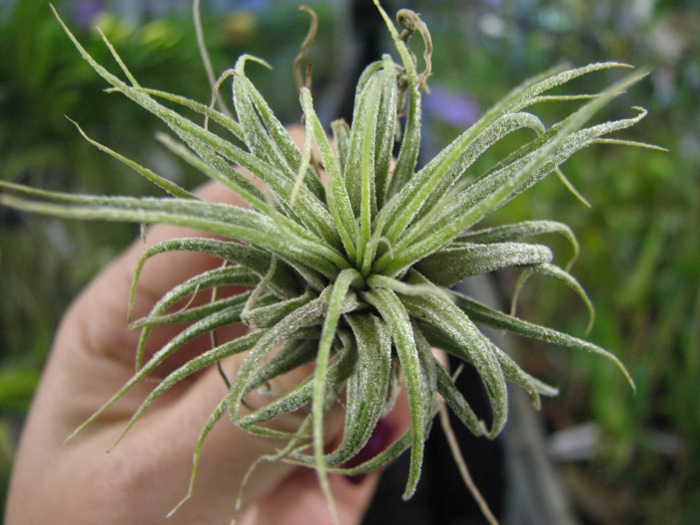 Tillandsia ionantha Rubra Small.JPG