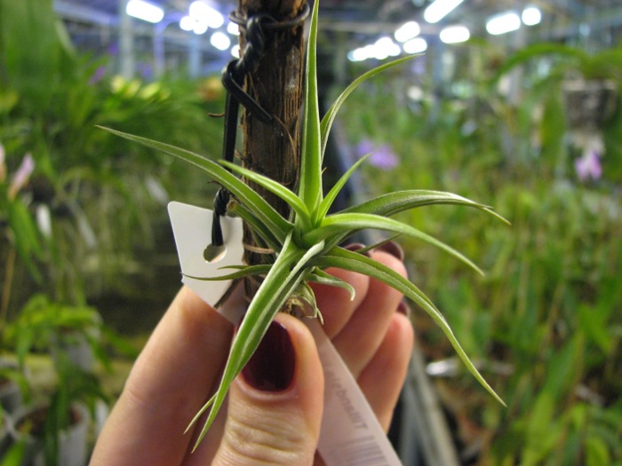Tillandsia bergeri hybrid.JPG