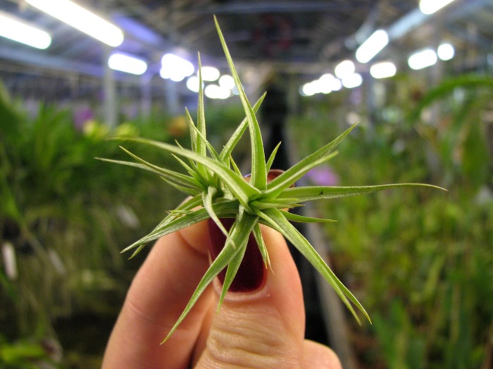 Tillandsia aeranthos hybrid.JPG