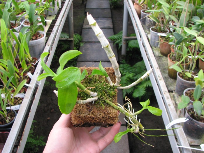 Dendrobium parishii.JPG