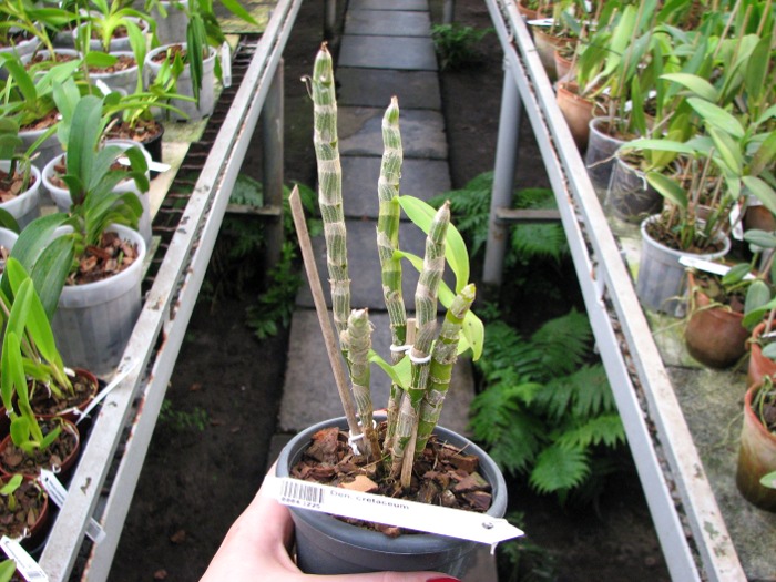 Dendrobium cretaceum.JPG