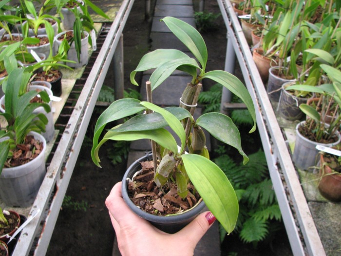 Dendrobium griffithianum.JPG