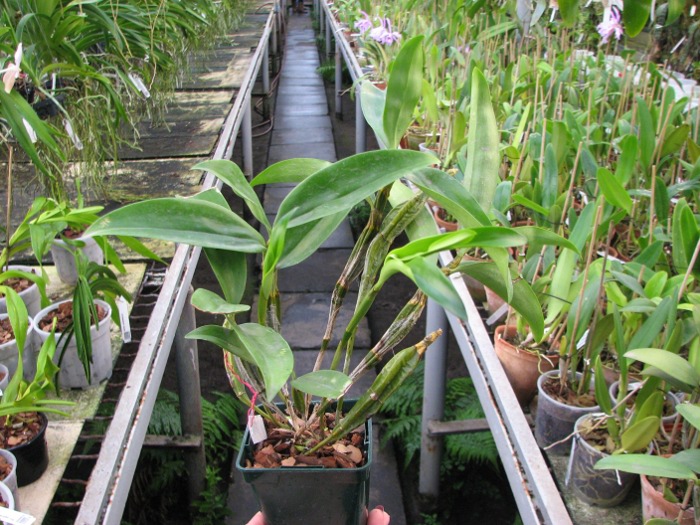 Dendrobium farmeri.JPG
