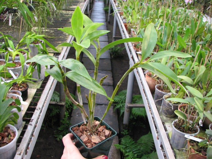 Dendrobium thyrsiflorum.JPG