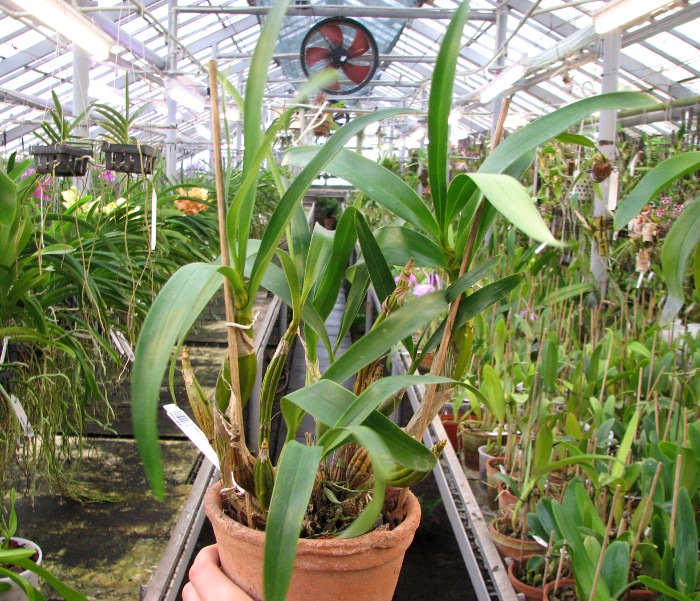 Dendrobium chrysotoxum.JPG