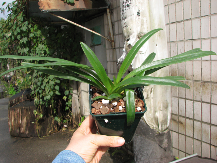 Paphiopedilum hirsutissimum var esquirolei.jpg