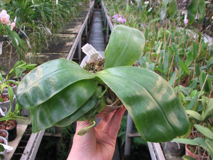 Phalaenopsis Samera 'Blue'.JPG