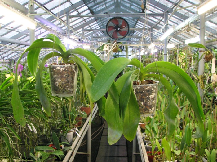 Phalaenopsis Joey (gigantea x lueddemanniana).JPG
