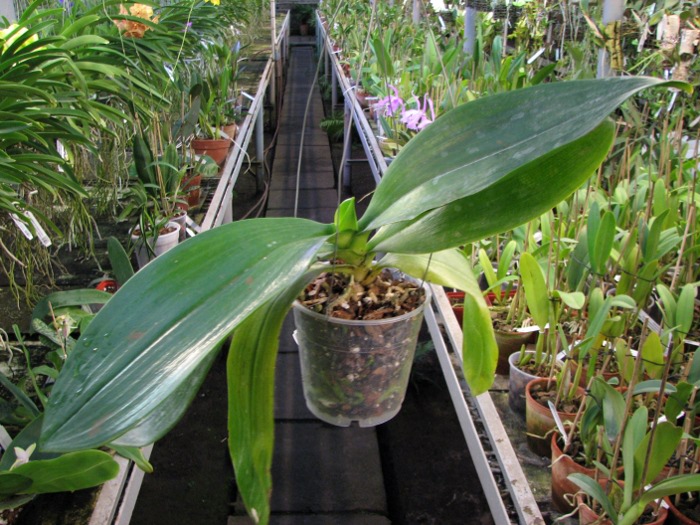 Phalaenopsis David Lim (P. amboinensis x P. gigantea).JPG