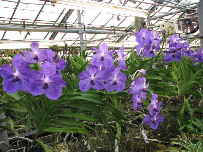 Vanda Sansai Blue.jpg