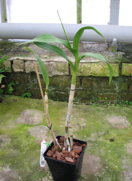 Dendrobium Visa Peach.JPG