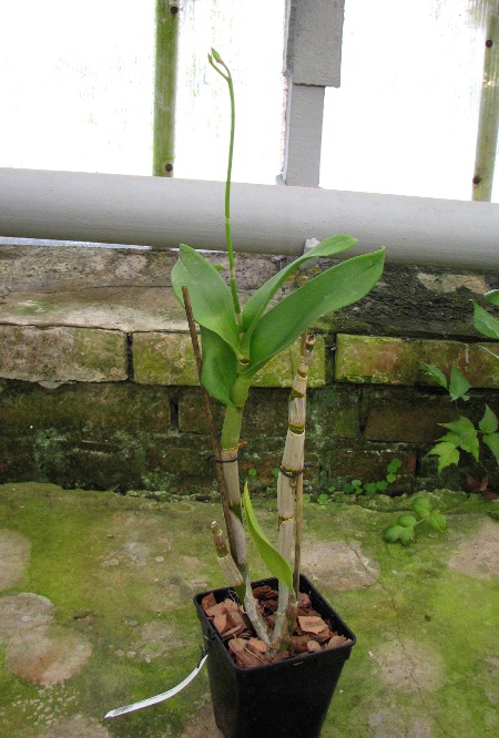 Dendrobium Red - Black.JPG