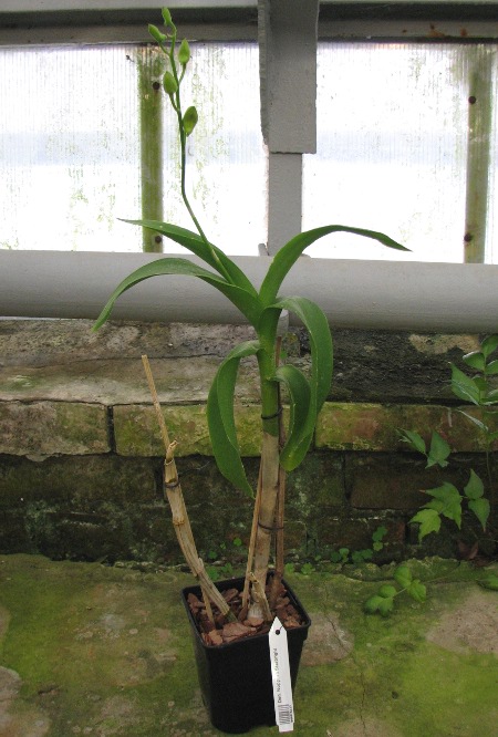 Dendrobium Nopporn Starbright.JPG