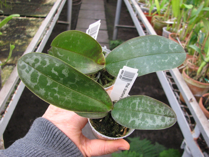 Phalaenopsis stuartiana yellow x sib.jpg