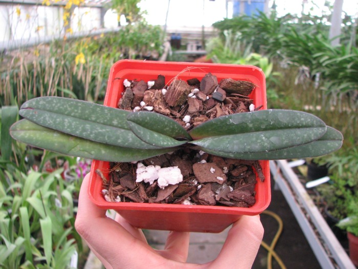Paphiopedilum leucochilum.JPG