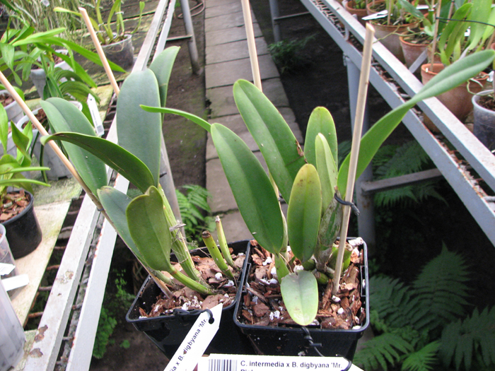 Cattleya intermedia x Brassavola digbyana 'Mr Pig'.jpg
