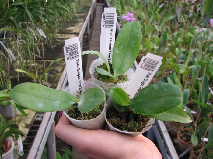 Phalaenopsis Dragon Tree Eagle 'DT168'.JPG