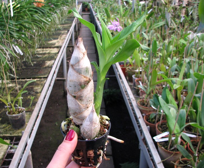 Catasetum pileatum hybrid.JPG